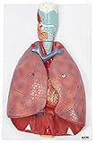 Axis Scientific 3/4 Life-Size Human Lung and