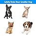 eXuby Shock Collar for Small Dogs with Remote – Includes 2 Collars – Small & Medium and Training Clicker – 3 Modes (Sound, Vibration & Shock) with Rechargeable Batteriesthumb 3