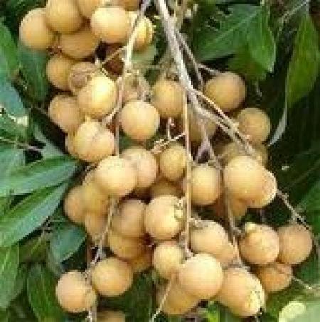30 Seeds Tropical Asian Thai Longan Fruit by Baimai