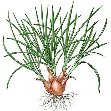 PLAT FIRM Semillas DE GERMINACION: 5 bulbos: Monique Shallot Bulb ...