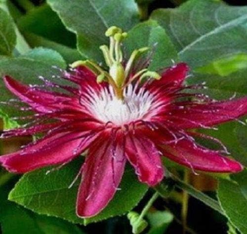 10 Rare Bright Pink Passion Flower Seeds Passiflora Tropical Climbing Exotic