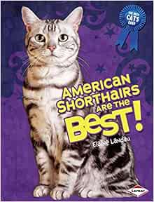 American Shorthairs Are The Best The Best Cats Ever Elaine
