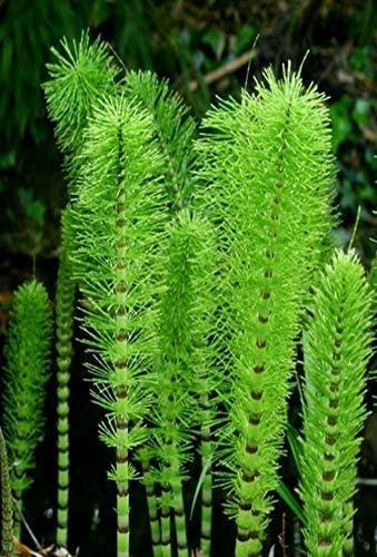 QHYDZ Garden-20/50pcs Raras Semillas Equiseto de Invierno Perenne ...