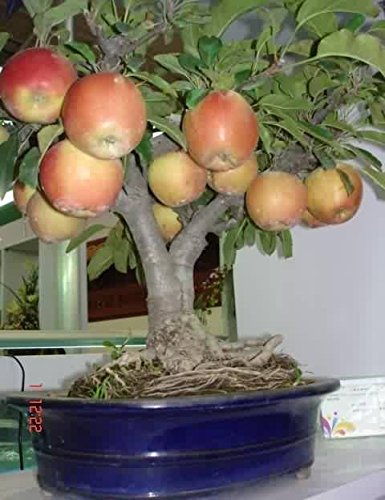 Creative Farmer Seeds Of Fruits : Apple Seeds For Home Garden Seeds For Home Garden Bonsai Suitable Fruit Seeds Pack