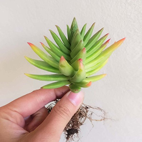 Crassula Capitella Red Pagoda Shark Tooth Plant Colorful Succulent (2 inch Bare Root) - Thumbnail 2