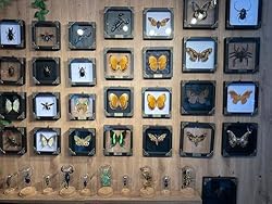 Real Butterfly Black Framed Handmade Wooden Shadow