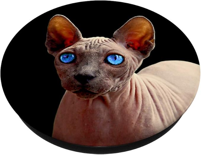 hairless cat with blue eyes