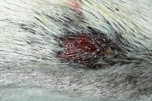 Peticare Insekten Spray Mit ICARIDIN F uuml r Hunde Pferde Schutz