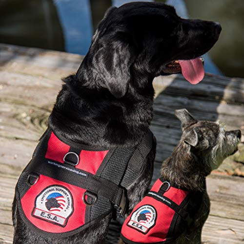 Premium Small Dog Emotional Support Dog ESA Mesh Vest (19" 22" Girth