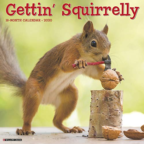 [Free] Gettin' Squirrelly 2020 Wall Calendar Z.I.P
