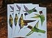 Anti-Collision Window Clings Bird Alert Collision Decals to Prevent Bird Strikes on Window Glass - Set of 12 Hummingbirds