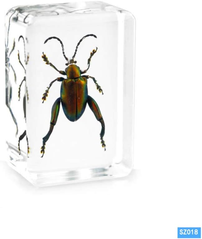WEIUR Real Corpulenta Cyrtotracjelus Longimanus Violet Neck Beetle Insect Specimen Biological Science Education Paperweight Resin Taxidermy