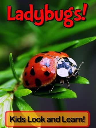 Ladybugs Learn About Ladybugs And Enjoy Colorful Pictures Look And Learn 50 Photos Of Ladybugs Kindle Edition By Wolff Becky Children Kindle Ebooks Amazon Com
