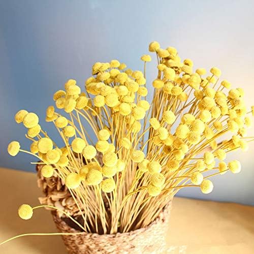 90 Stems Dry Flowers Brazilian Import Small Spilanthes Flower Dried Acmella Oleracea Decorative Mini Dry Bouquet for Wedding Floral Arrangements, 18” -20" Tall Home Decorations (Yellow)