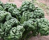 David's Garden Seeds Spinach Bloomsdale Abundant D67107 Heat Tolerant (Green) 200 Organic Seeds