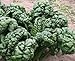 David's Garden Seeds Spinach Bloomsdale Abundant Heat Tolerant (Green) 200 Organic Seeds