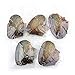 Nameo Wholesale 10pcs Akoya Oysters with Oval Cultured Pearls Inside Birthday Gifts (6-7mm)