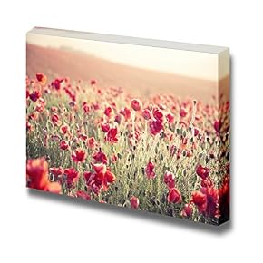 Beautiful Scenery Landscape Summer Poppy Field Under Stunning...