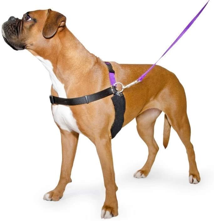 Ancol/Pure Dog Listeners - Stop Pulling Dog Training Harness & Lead Set - Small Size 3-4 (inc DVD), black with purple, Small Size (3-4) - Image 3