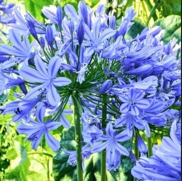 Yukio SEED CORNER - Rare Scented Agapanthus africanus ‘Fireworks’ African Lily Strawberry ice Twister Flower 50-100pcs, Easy to Grow Garden, Exotic Flower Seeds Hardy Perennial