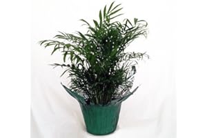 JM BAMBOO-Victorian Parlor Palm - Chamaedorea Elegans - Indestructable