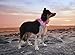 Illumiseen LED Dog Necklace Collar - USB Rechargeable Loop - Available in 6 Colors - Makes Your Dog Visible, Safe & Seen