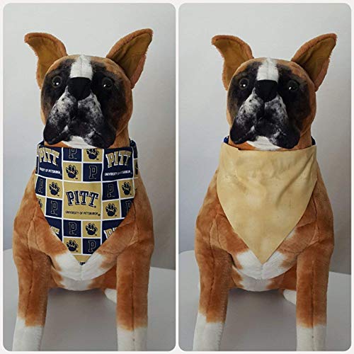 Baby Kittens For Sale Pittsburgh Zona Ilmu 2