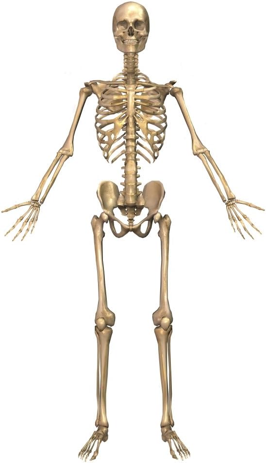 Amazon Com Posterazzi Human Skeletal System Front View Poster Print 22 X 35 Posters Prints