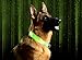 Pet Industries Metal Buckle LED Dog Collar, USB Rechargeable, Available in 7 Colors & 4 Sizes (Medium [15-21.5