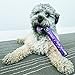 KONG - Squeezz® Confetti Ball - Durable Squeaky Dog Chew and Fetch Toy - For Small Dogs (Assorted Colors)