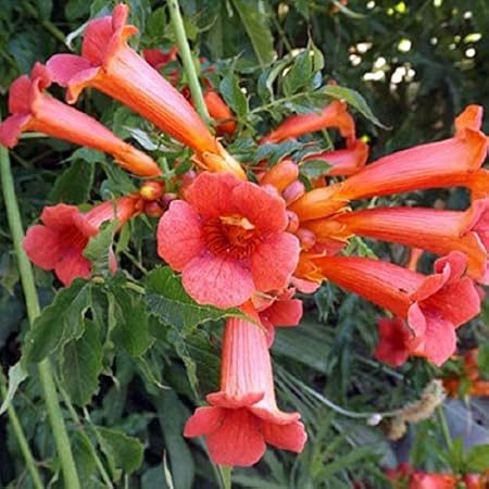 Campsis Tagliabuana Madame Galen Bignone Trompette De Virginie 50 60 Cm En Conteneur Amazon Fr Jardin