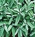 David's Garden Seeds Herb Sage Common SV111SA (Green) 200 Organic Seeds