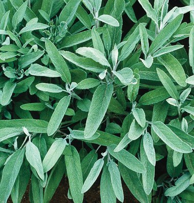 David's Garden Seeds Herb Sage Common EB111SA (Green) 200 Organic Seeds David's Garden Seeds Herb Sage Common EB111SA (Green) 200 Organic Seeds