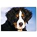PUPPIES postcard set of 20 postcards. Puppy post card variety pack. Made in USA.