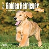 Image de Golden Retriever Puppies 2018 7 x 7 Inch Monthly Mini Wall Calendar, Animals Dog Breeds Puppies