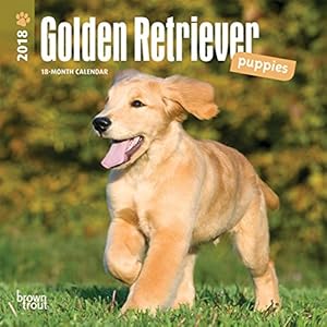 Golden Retriever Puppies 2018 7 x 7 Inch Monthly Mini Wall Calendar, Animals Dog Breeds Puppies