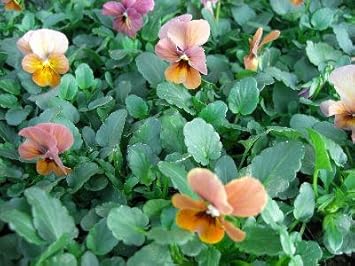 Amazon ビオラ ビビシリーズ マンゴーアンティーク 3号苗 ２ポットセット 花