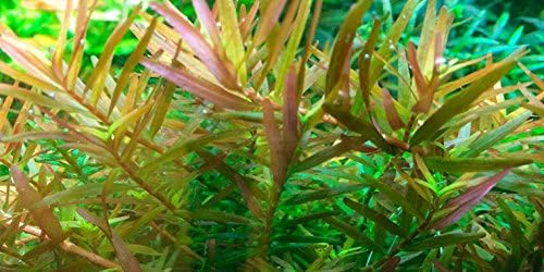 Rotala Vietnam H'ra x3 Bunch - Live Aquarium Plant