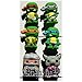 Turtles Set of 6 Shoe Charms Assorted PVC Crocs Natives (Generic) Boy Birthday Party Favors by CharmTM