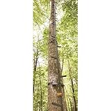 Guide Gear 25' Climbing Sticks