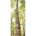 Guide Gear 25' Climbing Sticks primary