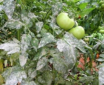 CINAMITE®+Avenger® (550 m2). Perfil Insecticida bioracional ...