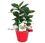 Hirt's Arabica Coffee Bean Plant - 3.5
