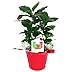 Hirt's Arabica Coffee Bean Plant - 3.5" Pot with Decorative Pot Cover