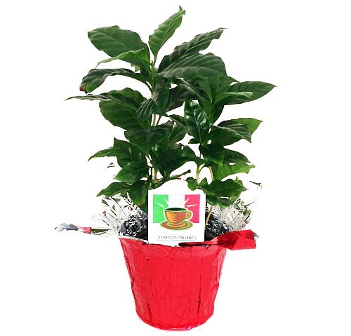 Hirt's Arabica Coffee Bean Plant - 3.5
