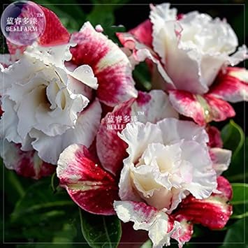 Neuf Rose Du Désert Milky Blanc Crème Et Rouge Profond Fleur