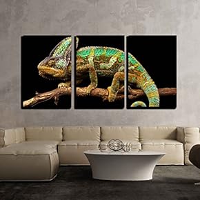 3 Piece Canvas Wall Art - a Veiled Chameleon Walking Slowly on a Branch Isolated on a Back Background - Modern Home Art Stretched and Framed Ready to Hang - 16"x24"x3 Panels