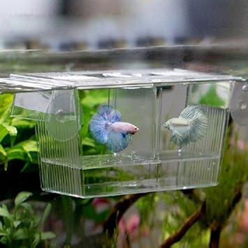 Ogquaton Aquarium Fish Tank Guppy Double Breeding Breeder Rearing