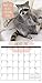 Pumpkin the Raccoon 2017 Wall Calendar