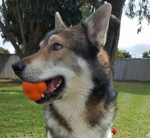 crazy bouncing ball for dogs